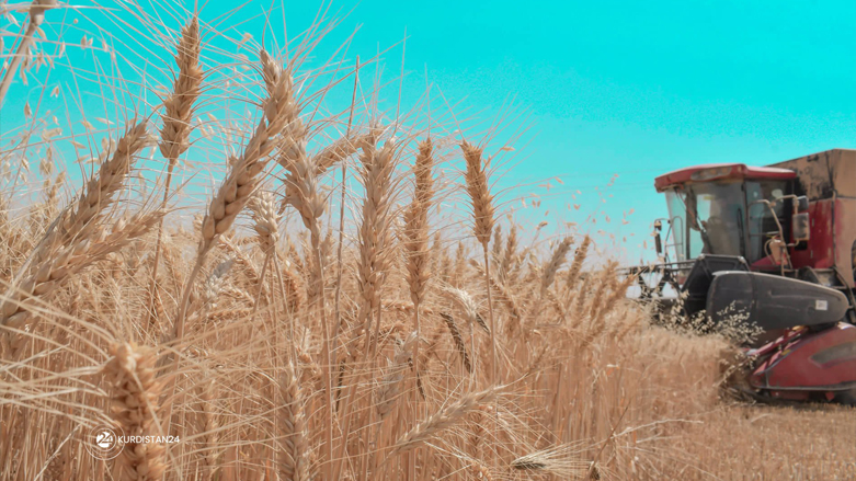 2022 wheat harvest season in Erbil province, Kurdistan Region, May 28, 2022. (Photo: Niyaz Qaraman/Handout to Kurdistan 24)